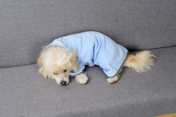 Buy Quick-drying Pet Absorbent Towel Dog Bathrobe Pet Dog Bath Towel For Dogs Cats Microfiber Absorbent Pet Drying Towel Pet Supplies Pet Products - High-Quality & Affordable - Image 7